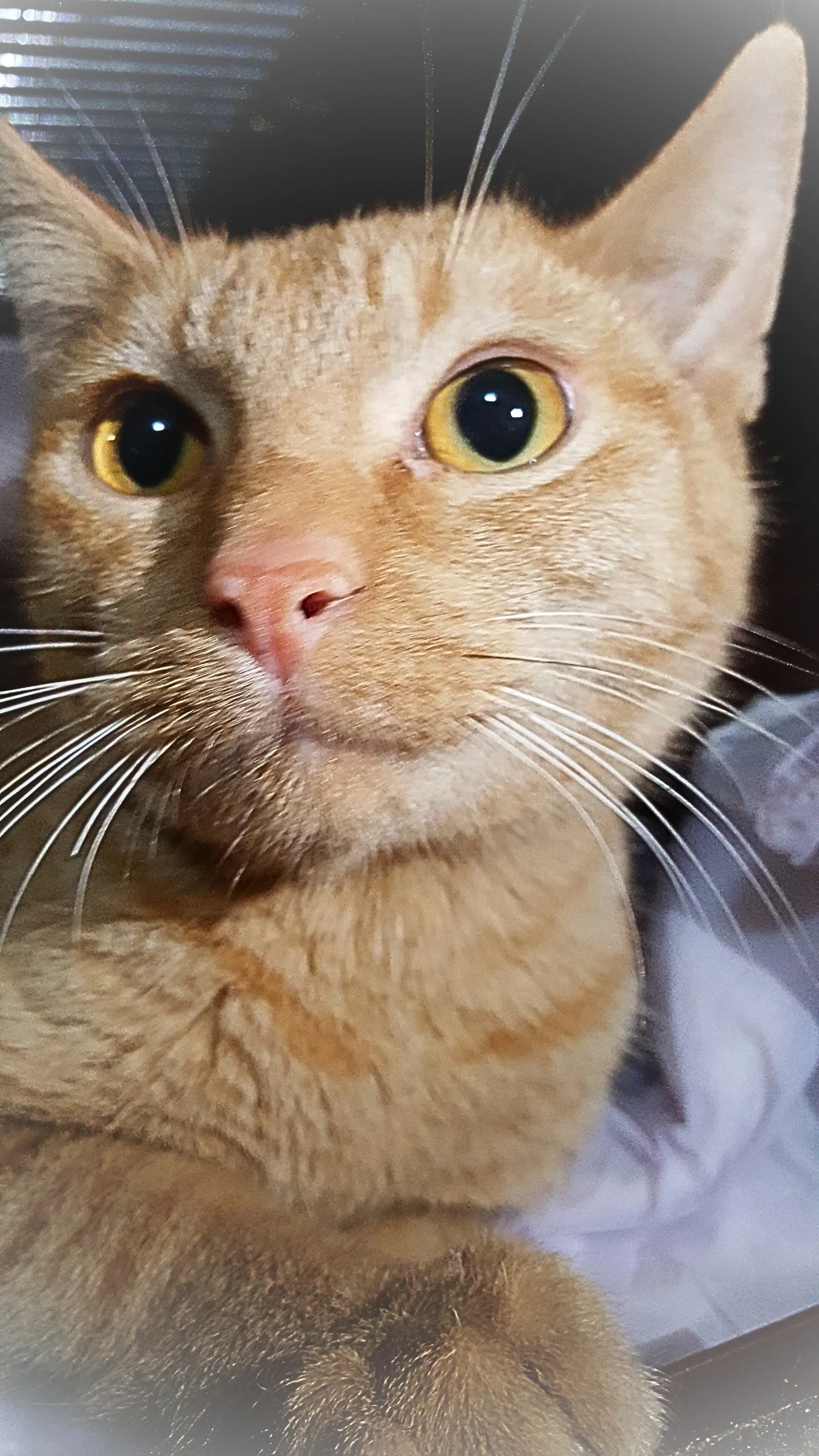 Ardana - American Shorthair