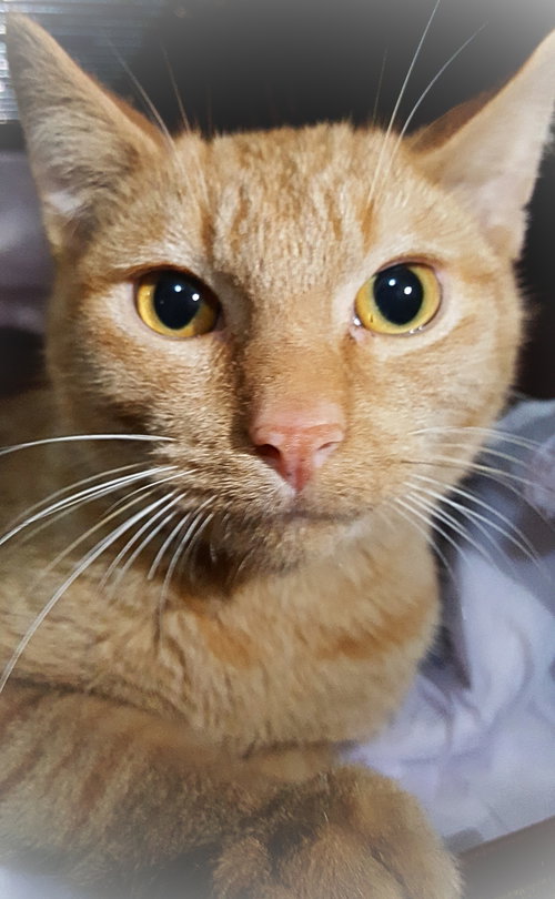 ARDANA - American Shorthair available for adoption
