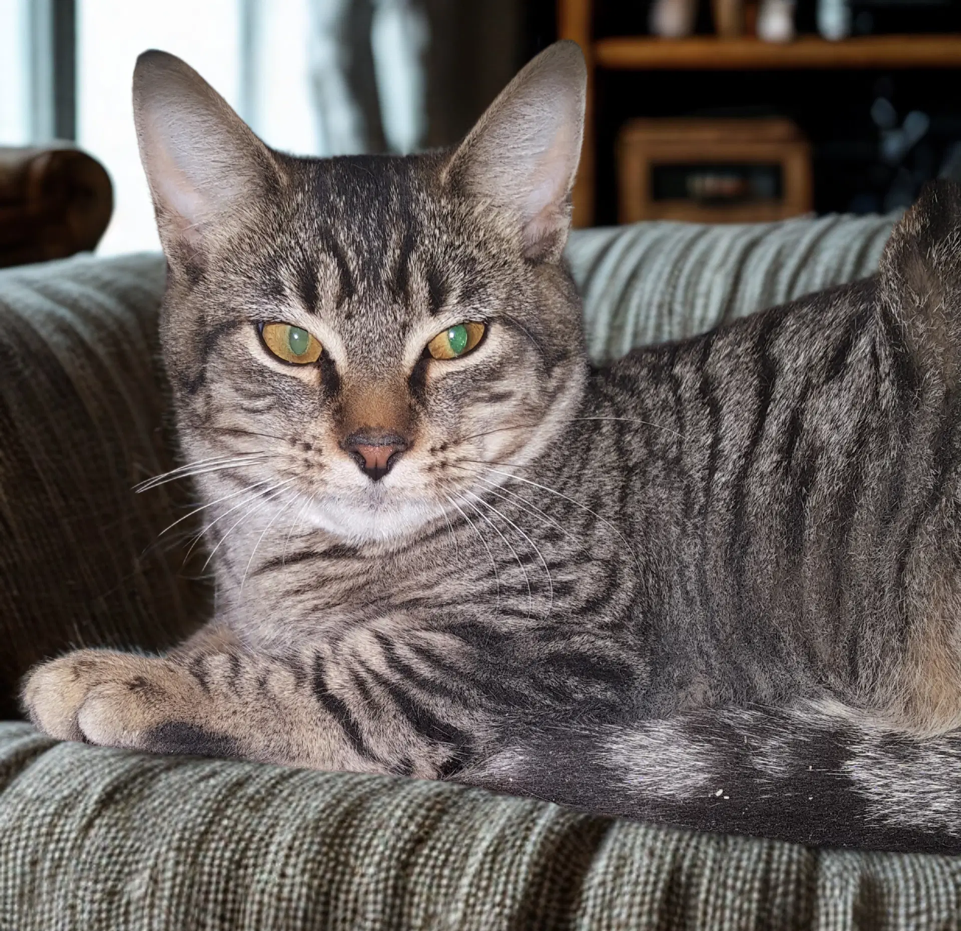 Feathertail - American Shorthair