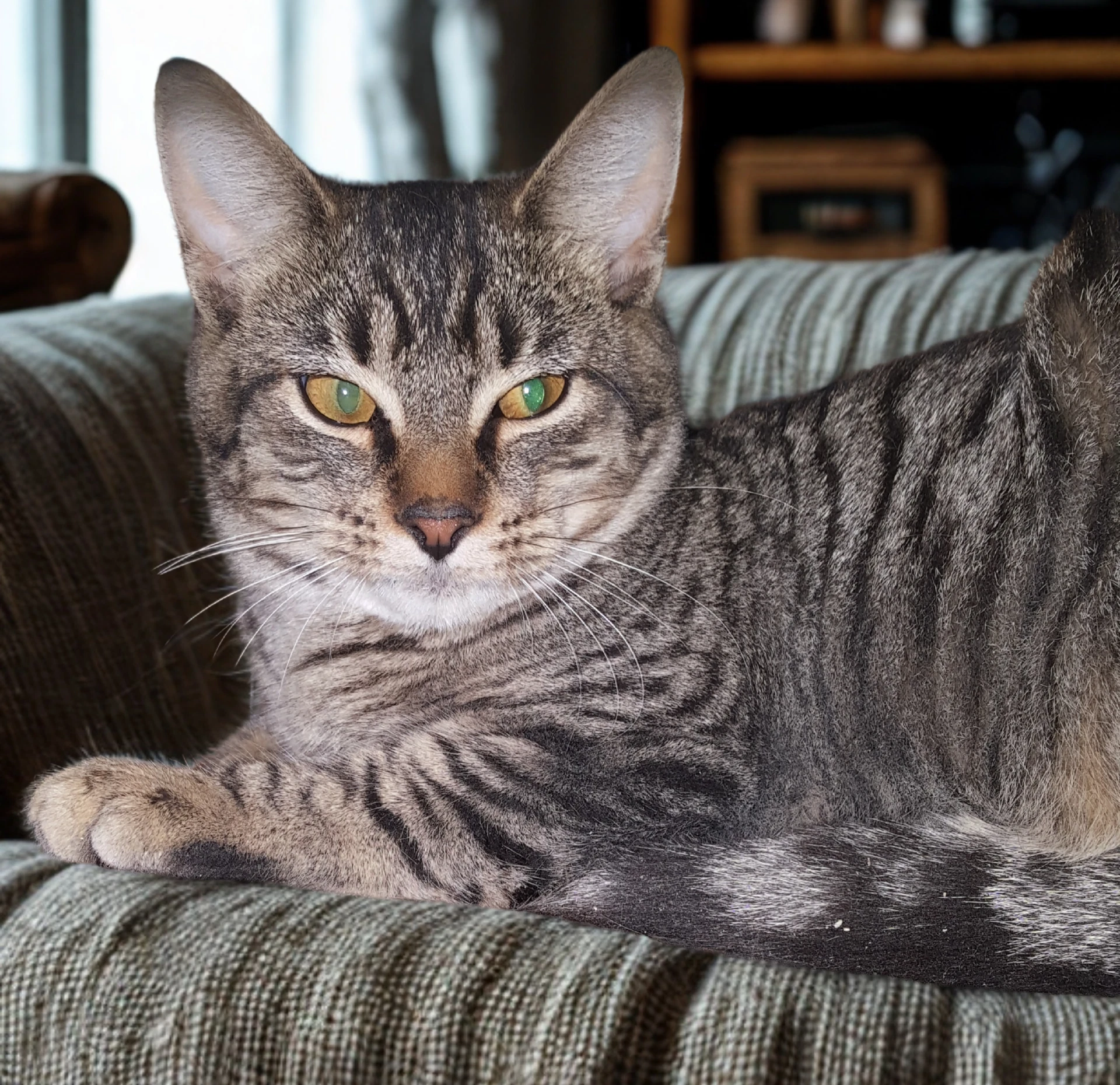 Feathertail