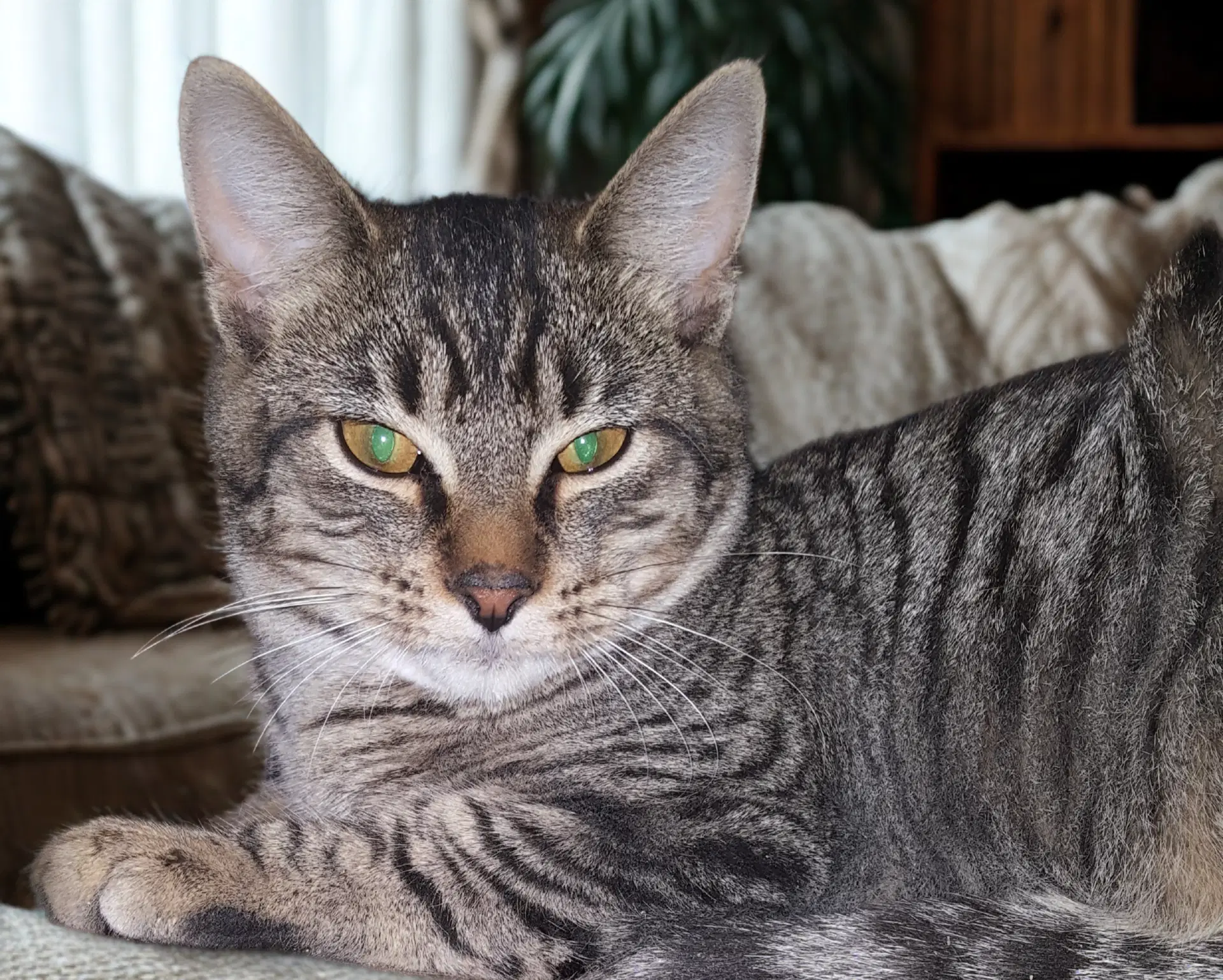 Feathertail image 2
