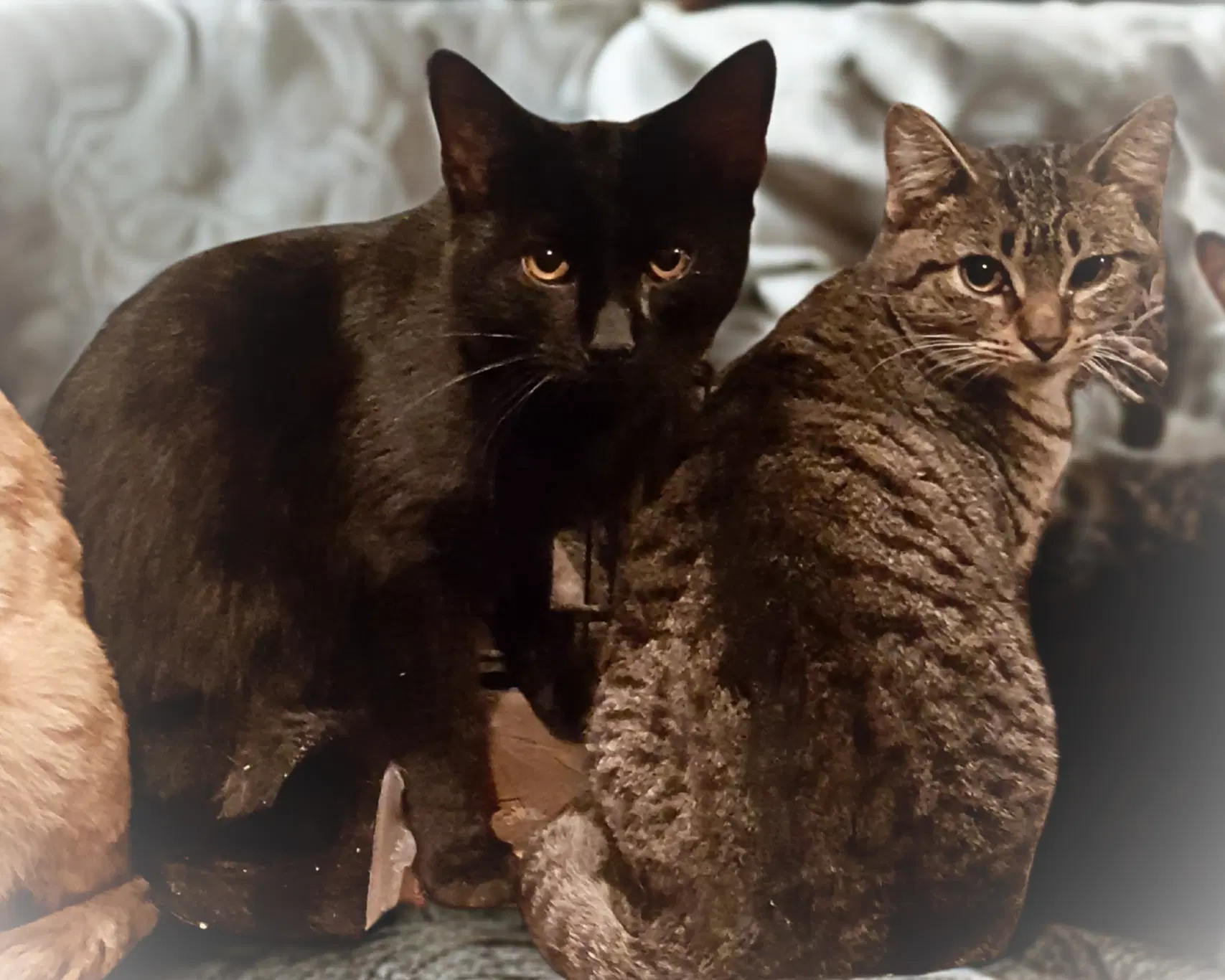 Feather - American Shorthair