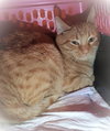 Flameheart - Photo 3