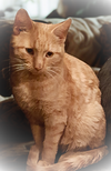 Flameheart - Photo 4