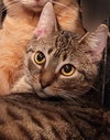 Flameheart - Photo 7