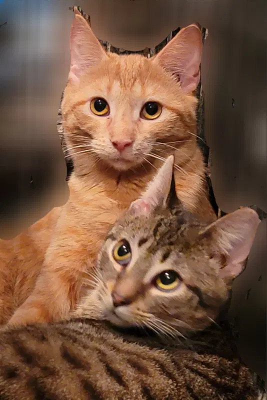 Flameheart - American Shorthair