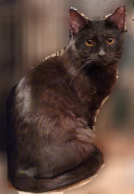 Crowfeather image 3