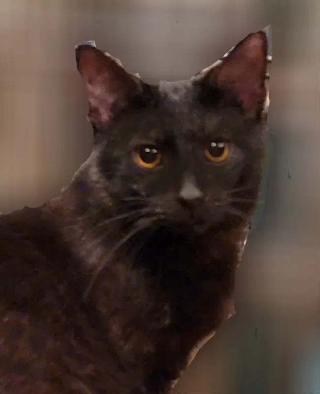 Crowfeather image 4