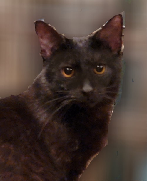 picture of the cat needing adoption