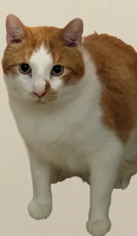 Buttercup image 3