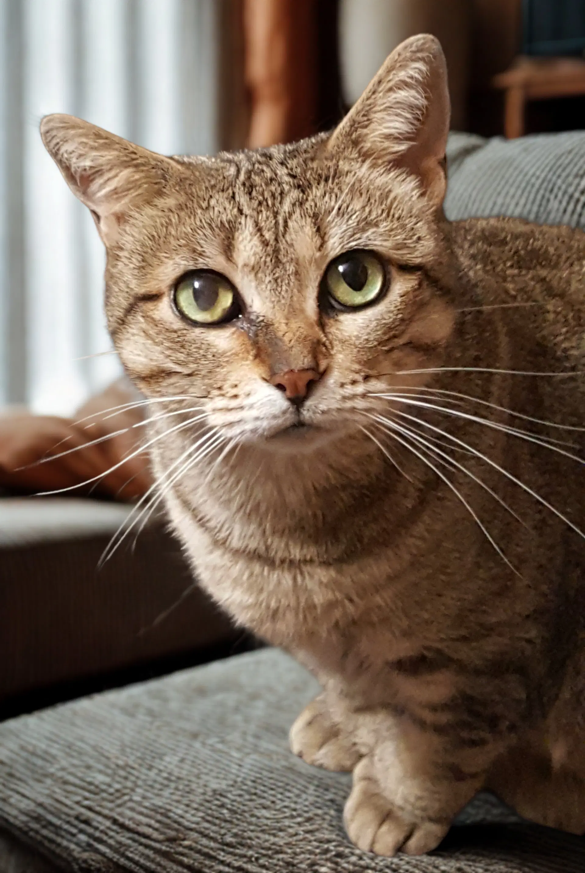 Betty White - Extra-Toes Cat (Hemingway Polydactyl)