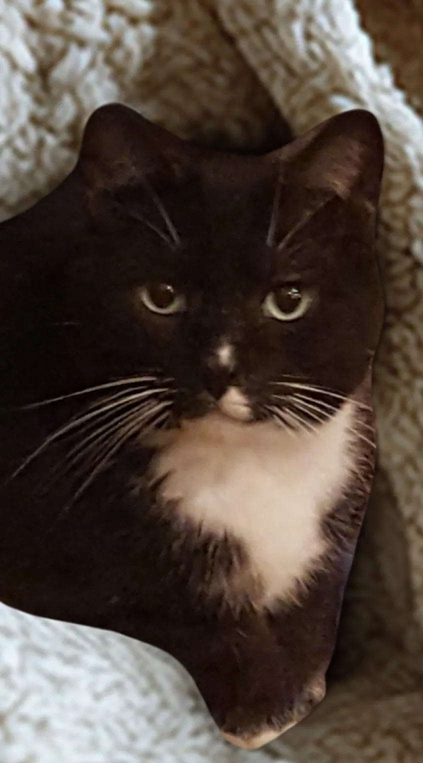 Buddy Boy image 3