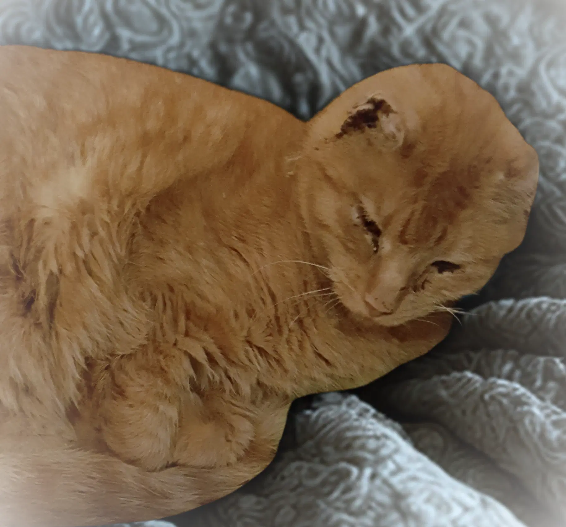 Joy - American Shorthair