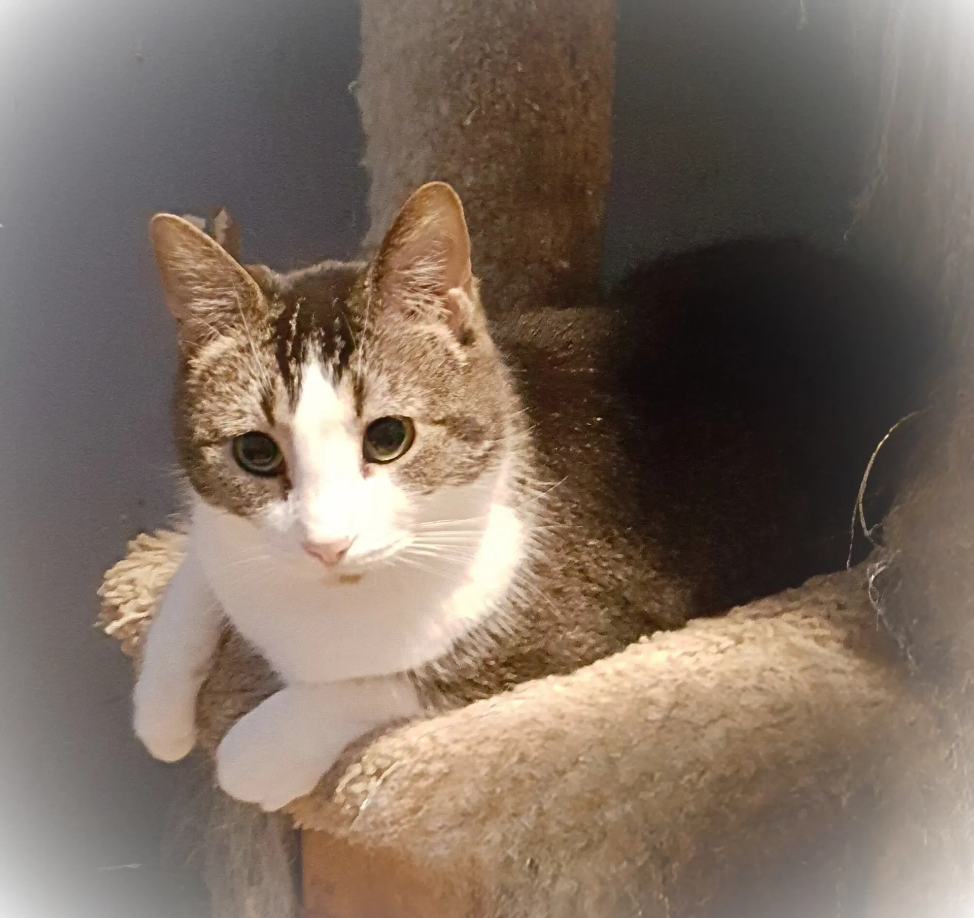 Ellie - tabby
