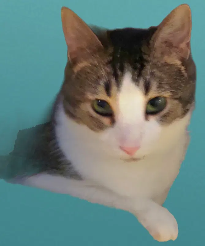 Ellie image 4