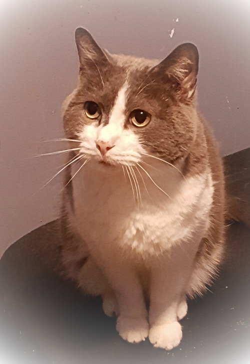 ETHAN - Russian Blue available for adoption