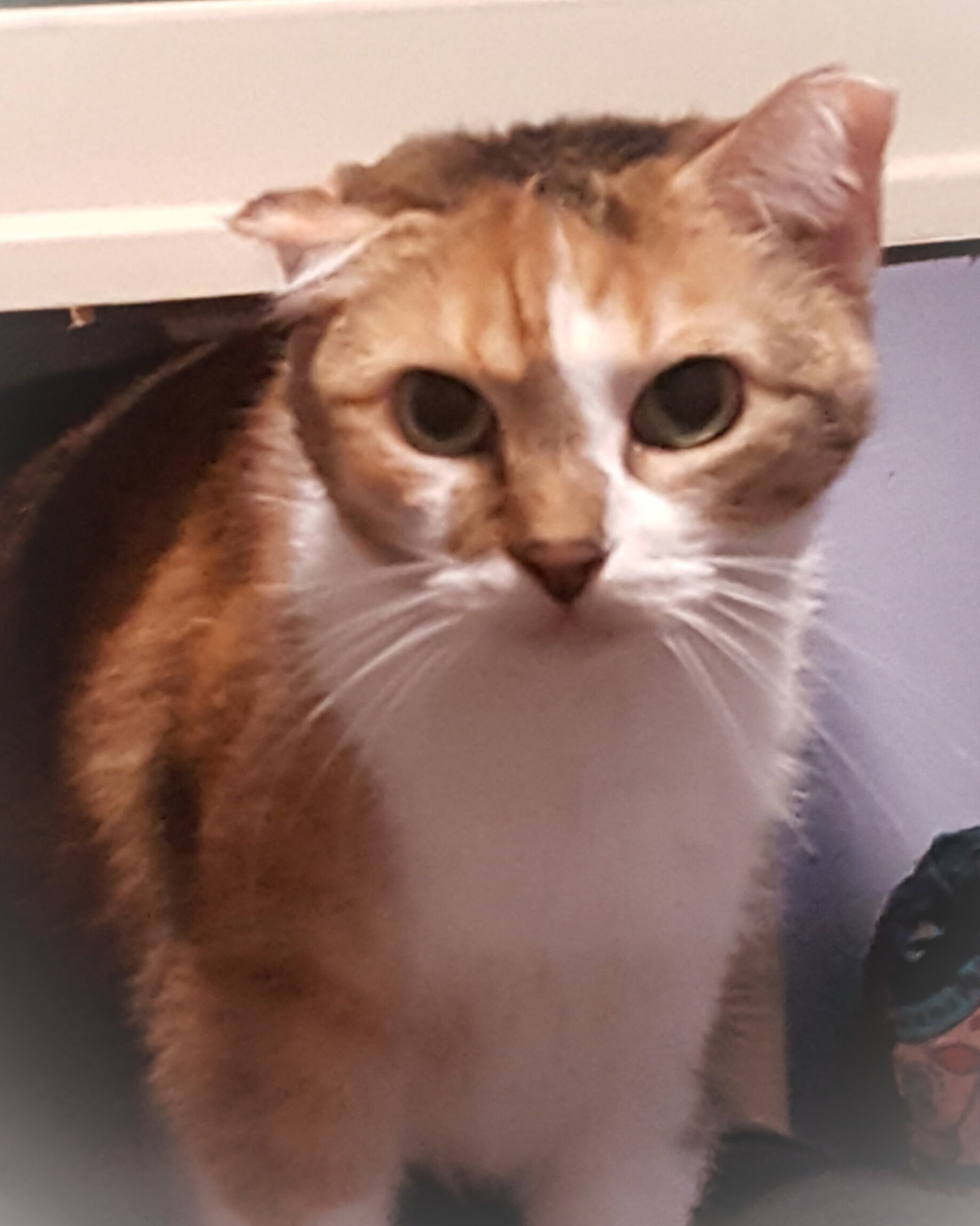 Babette Image