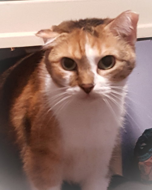 picture of the cat needing adoption