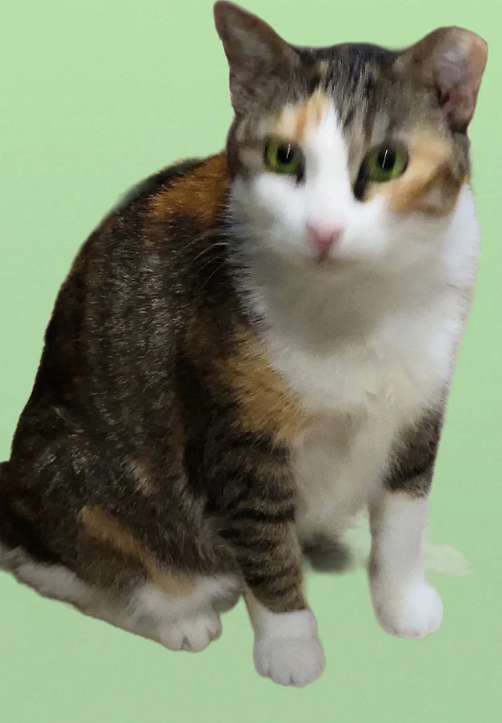 Daphne