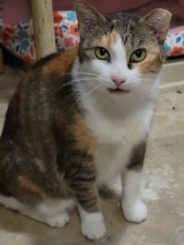 Daphne image 2