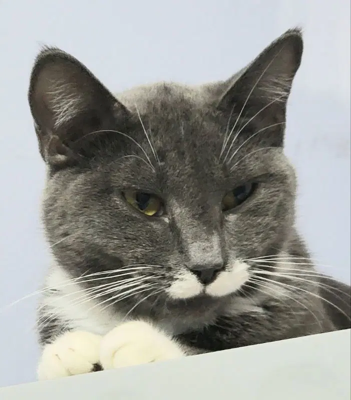 Darling - Russian Blue