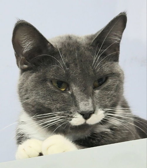 picture of the cat needing adoption