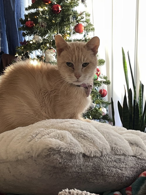 Blondie, Adult Abyssinian / Mixed (short coat), cat for adoption in Orland Park, Illinois