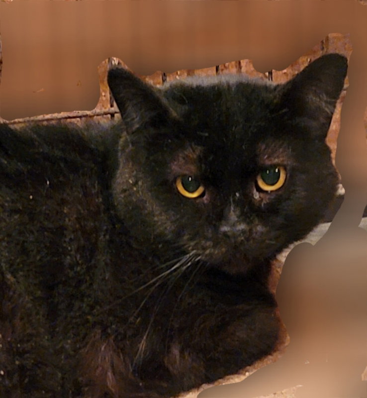 Catrick Image