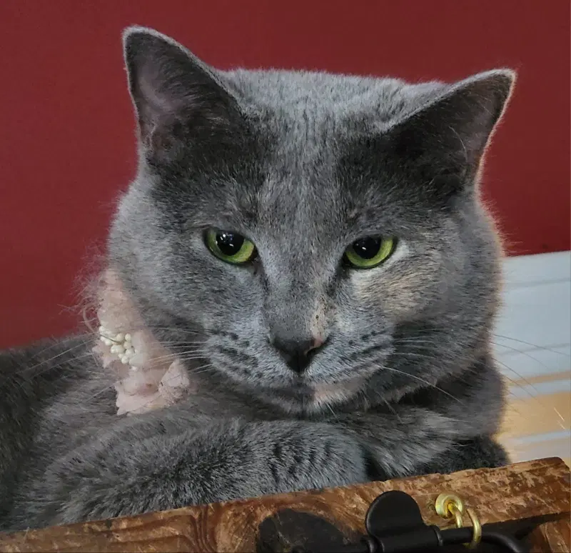 Camilla - Dilute Tortoiseshell