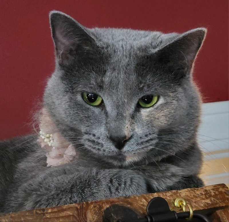 Camilla