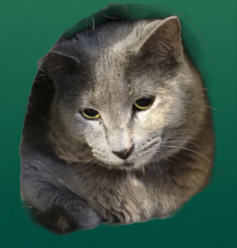 Camilla image 3