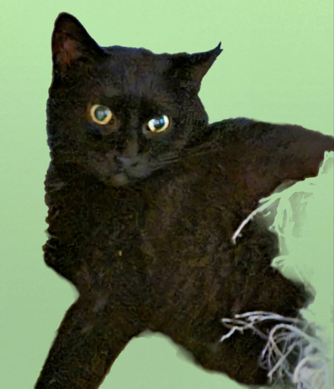 Blissy