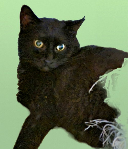picture of the cat needing adoption