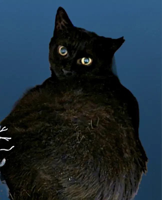 Blissy image 2