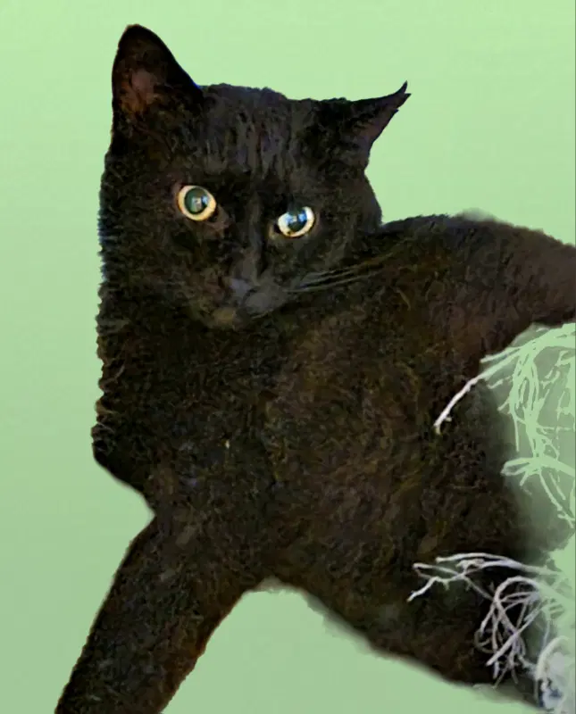 Blissy image 3