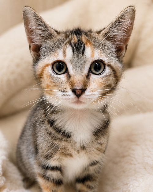Bonnie, an adoptable Abyssinian in Lyons, IL