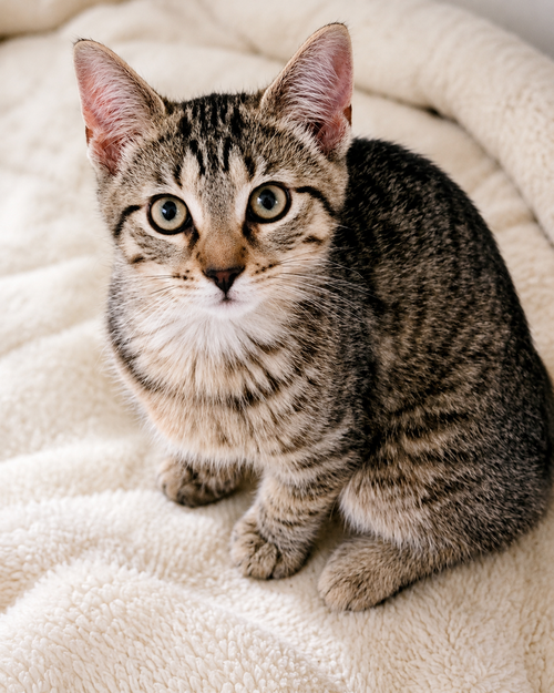 Clyde, an adoptable Abyssinian in Lyons, IL