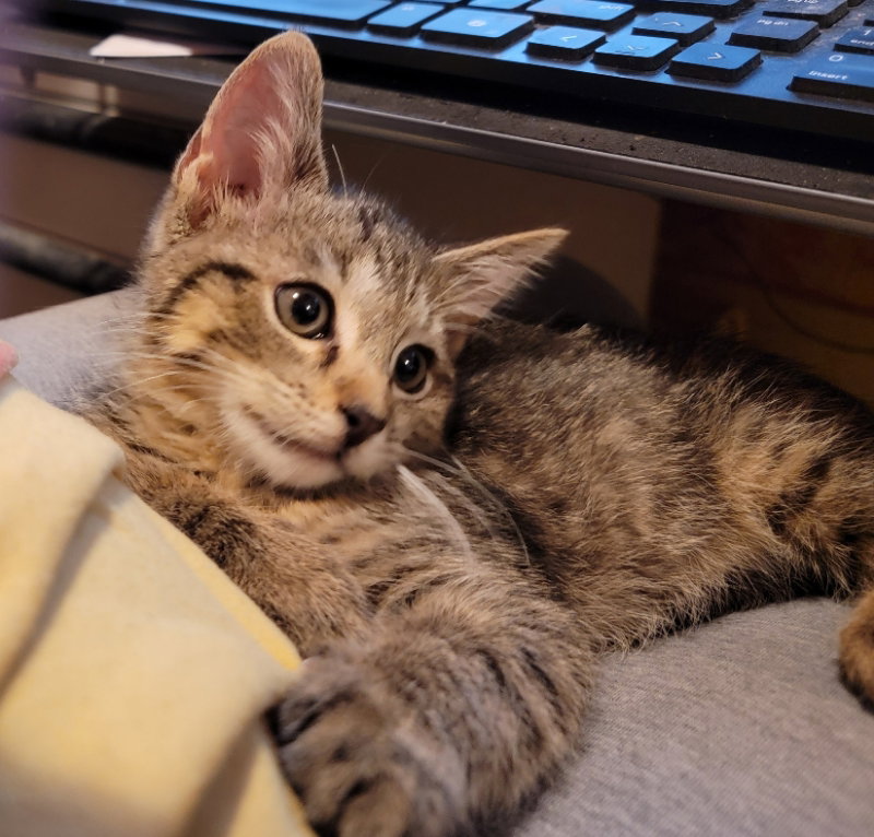 Cookie, Abyssinian