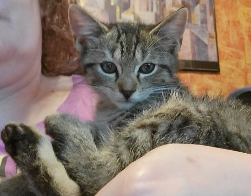 Cookie, photo 5