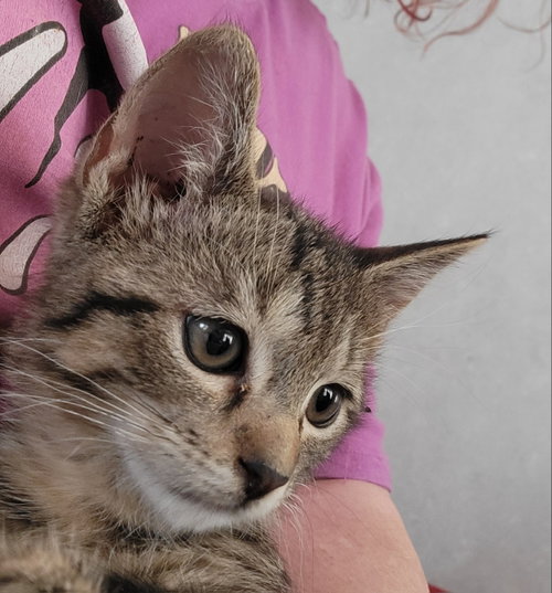 Cookie, photo 6