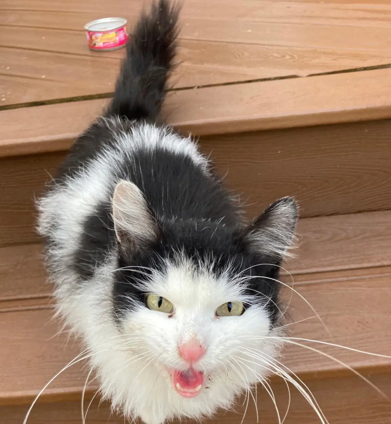 Fuzzy Tail image 2