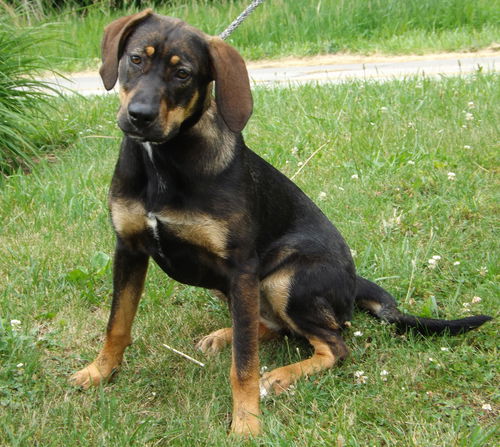 Suki