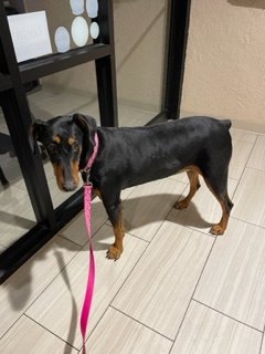 adoptable Dog in Omaha, NE named Elayna