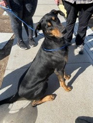 AJ - Doberman Pinscher available for adoption