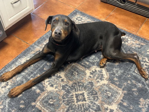 picture of the dog needing adoption
