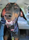 adoptable Dog in  named Sarge
