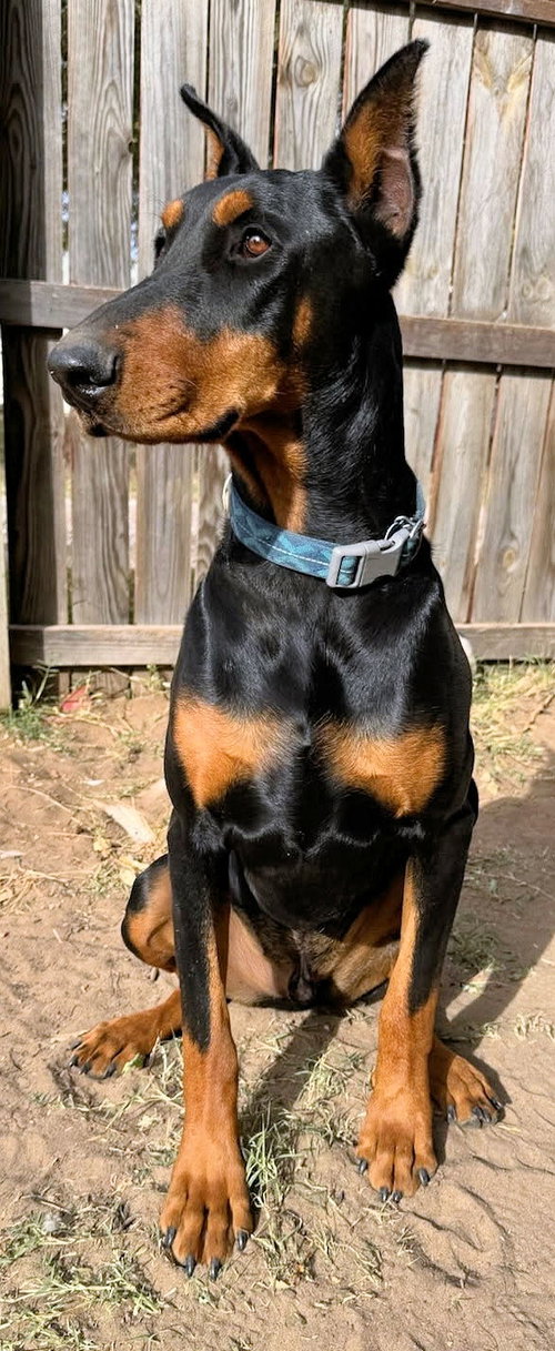 picture of the dog needing adoption