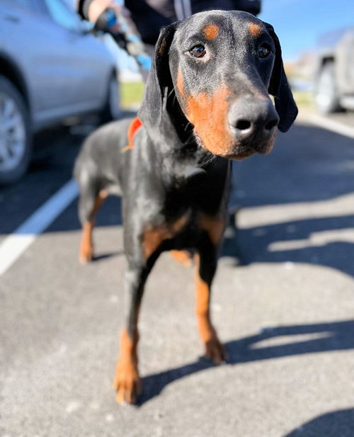 picture of the dog needing adoption