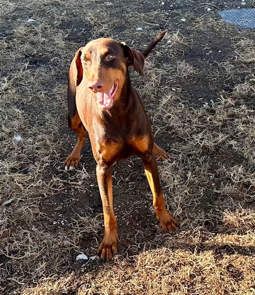 picture of the dog needing adoption