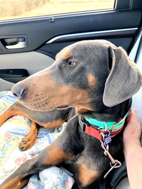 Sterling, an adoptable Doberman Pinscher in Omaha, NE